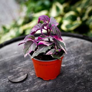 Gynura aurantiaca 'Variegata' 12 cm
