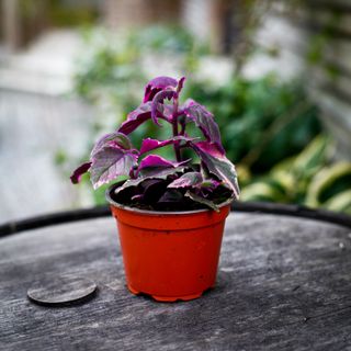 Gynura aurantiaca 'Variegata' 12 cm