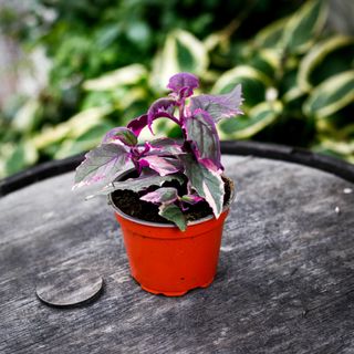Gynura aurantiaca 'Variegata' 12 cm