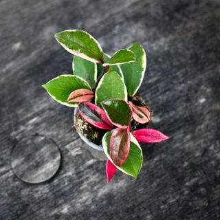 Hoya' Flamingo Dream' 9 cm