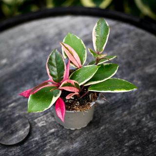 Hoya' Flamingo Dream' 9 cm