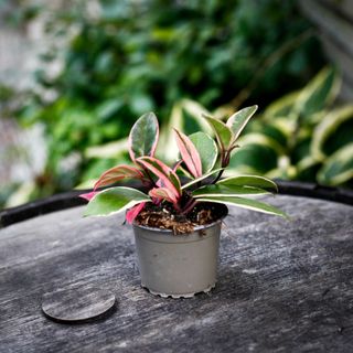 Hoya' Flamingo Dream' 9 cm