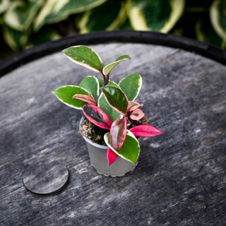 Hoya' Flamingo Dream' 9 cm