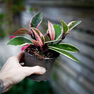 Hoya' Flamingo Dream' 9 cm