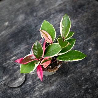 Hoya' Flamingo Dream' 9 cm