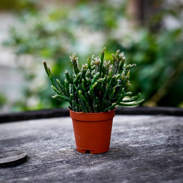 Rhipsalis burchellii 6 cm