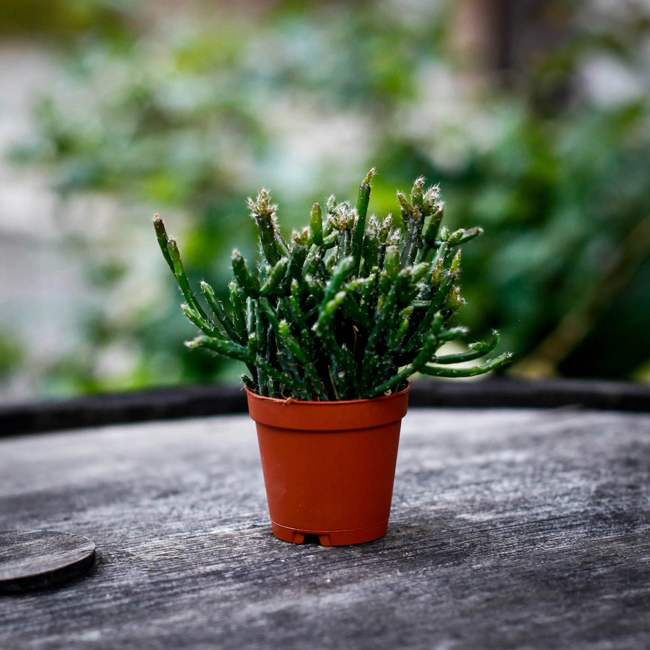 Rhipsalis burchellii 6 cm – korallkaktus som trivs i ljust indirekt ljus