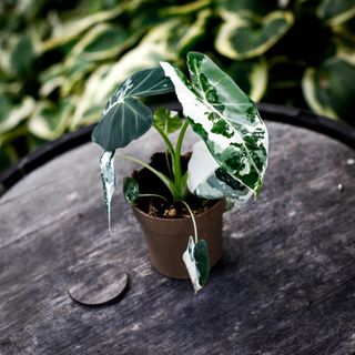 Alocasia frydek 'Variegata' 12 cm