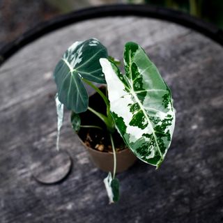 Alocasia frydek 'Variegata' 12 cm