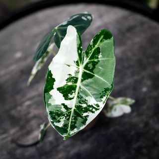 Alocasia frydek 'Variegata' 12 cm