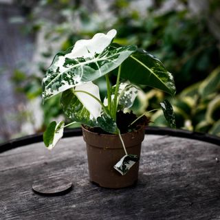 Alocasia frydek 'Variegata' 12 cm