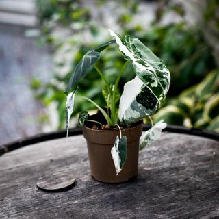 Alocasia frydek 'Variegata' 12 cm