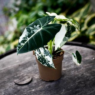 Alocasia frydek 'Variegata' 12 cm