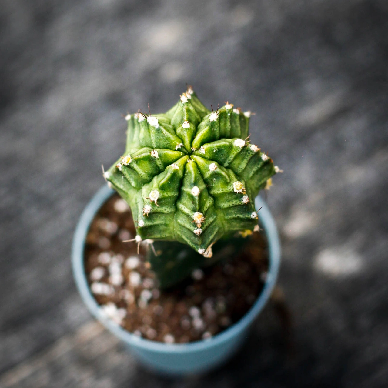 Gymnocalycium mihanovichii grön 6 cm – kompakt kaktus i kruka