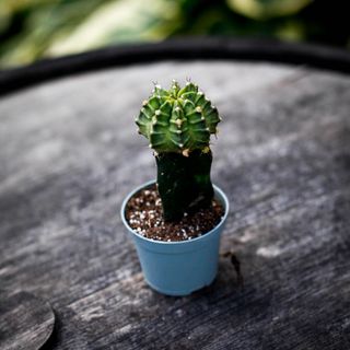 Gymnocalycium mihanovichii grön