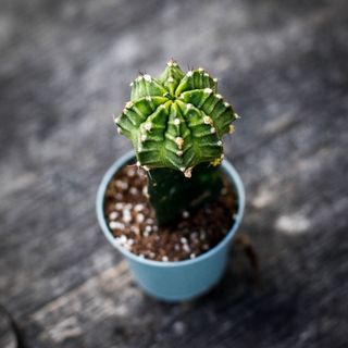 Gymnocalycium mihanovichii grön