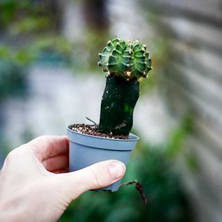 Gymnocalycium mihanovichii grön