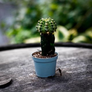 Gymnocalycium mihanovichii grön