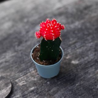 Gymnocalycium mihanovichii röd