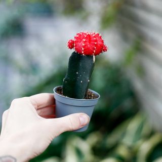 Gymnocalycium mihanovichii röd