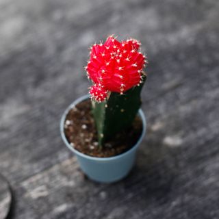Gymnocalycium mihanovichii röd