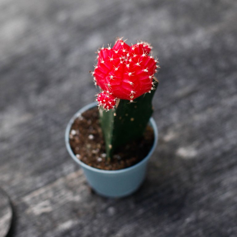 Gymnocalycium mihanovichii röd 5,5 cm