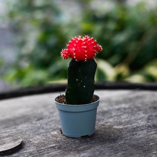 Gymnocalycium mihanovichii röd