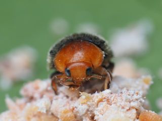 Ullusnyckelpigor | Effektivt nyttodjur mot ullöss