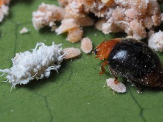 Ullusnyckelpigor | Effektivt nyttodjur mot ullöss