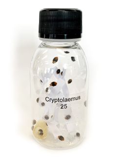 Ullusnyckelpigor | Effektivt nyttodjur mot ullöss