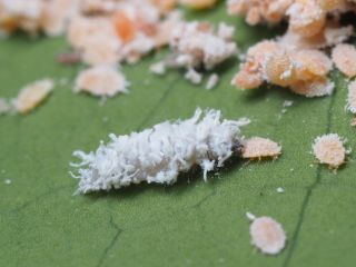 Ullusnyckelpigor | Effektivt nyttodjur mot ullöss