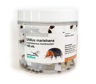 Ullusnyckelpigor | Effektivt nyttodjur mot ullöss