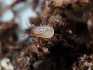 Jordrovkvalster | Effektivt nyttodjur mot sorgmyggor och trips