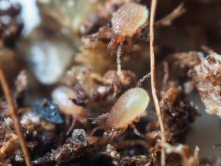 Jordrovkvalster | Effektivt nyttodjur mot sorgmyggor och trips