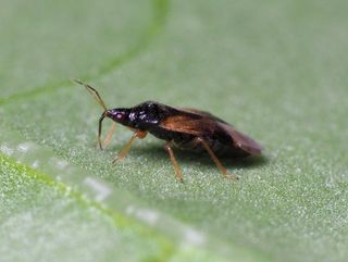 Oriusbaggar mot trips | Effektivt biologiskt växtskydd