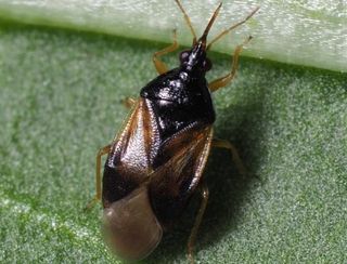 Oriusbaggar mot trips | Effektivt biologiskt växtskydd