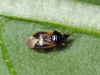 Oriusbaggar mot trips | Effektivt biologiskt växtskydd