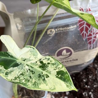 Sybotanica Alocasiajord 5 L
