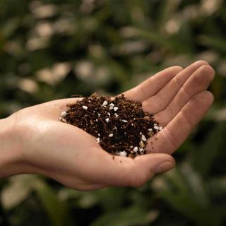 Sybotanica Calathea- och Marantajord 5 L