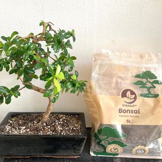 Bonsaijord 5 L – Sybotanica