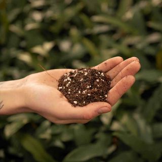 Sybotanica Ficusjord 5 L