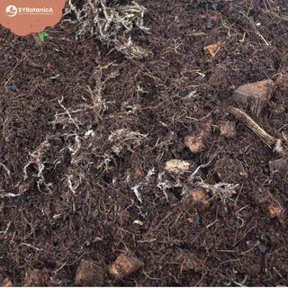 Sybotanica Terrariumjord 5 L