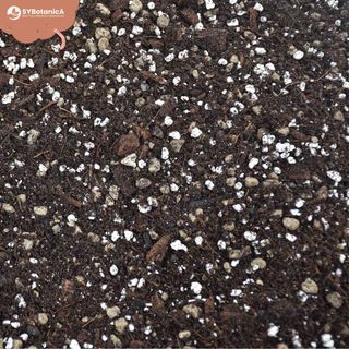 Sybotanica Syngoniumjord 5 L
