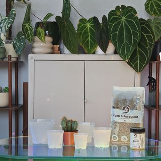 Sybotanica Kaktus Långtidsnäring – för mineralsubstrat 300 ml