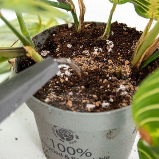 Sybotanica Orkidé BIO Långsamfrigörande Växtnäring 300 ml