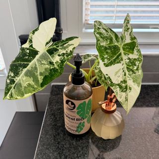 Sybotanica Tropisk BIO Flytande Växtnäring – för jord 500 ml