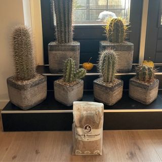 Mineralsubstrat för kaktus & suckulenter 3 L – Sybotanica