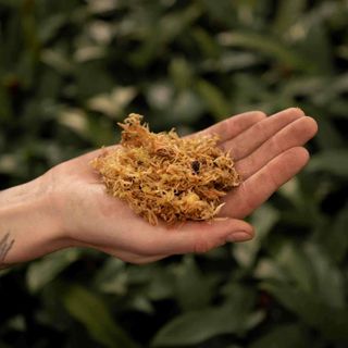 Sybotanica Sphagnummossa 5 L