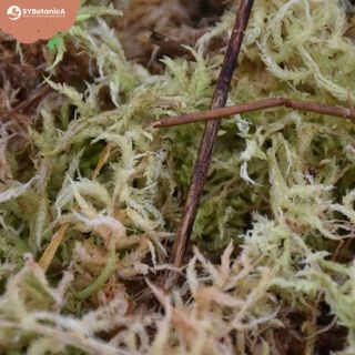 Sybotanica Sphagnummossa 5 L