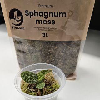 Sybotanica Sphagnummossa 5 L